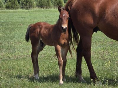 Top Gun Slider JW <BR>AQHA PENDING
